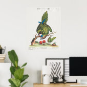 Psittacus minor gutture fusco, occidentalis 1749 poster (Heimbüro)