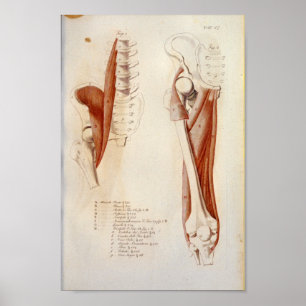 Psoas Lumbar Spine Muscle Anatomie Print French Poster