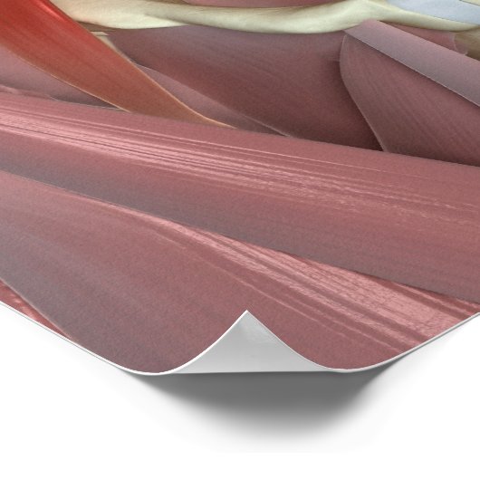 Psoas Major Poster (Ecke)