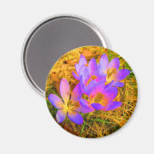 Psychedelic Crocus Magnet (Vorderseite/Rückseite)