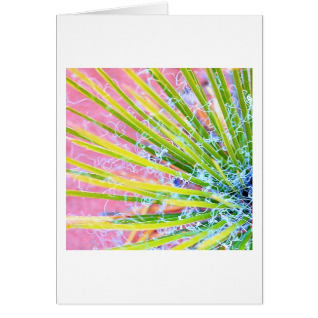 Psychedelic Yucca (Vorne)