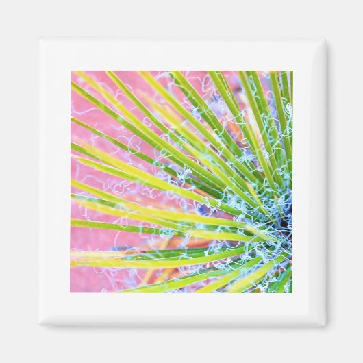 Psychedelic Yucca Magnet (Vorne)