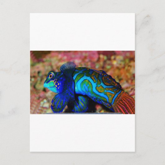 Psychodelische Fische Postkarte (Vorderseite)