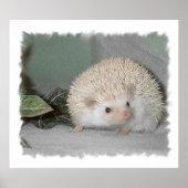 Ptarmigan der Igel Poster (Vorne)