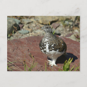 Ptarmigan-Grußkarte Postkarte