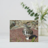 Ptarmigan-Grußkarte Postkarte (Stehend Vorderseite)