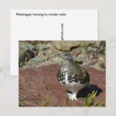 Ptarmigan-Grußkarte Postkarte (Vorne/Hinten)