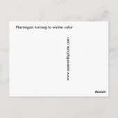 Ptarmigan-Grußkarte Postkarte (Rückseite)