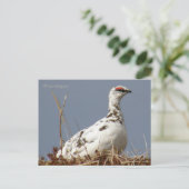 Ptarmigan im Frühling, Insel Unalaska Postkarte (Stehend Vorderseite)