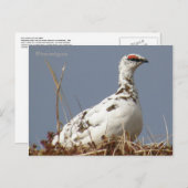 Ptarmigan im Frühling, Insel Unalaska Postkarte (Vorne/Hinten)