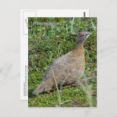Ptarmigan im Sommer, Insel Unalaska Postkarte (Vorne/Hinten)