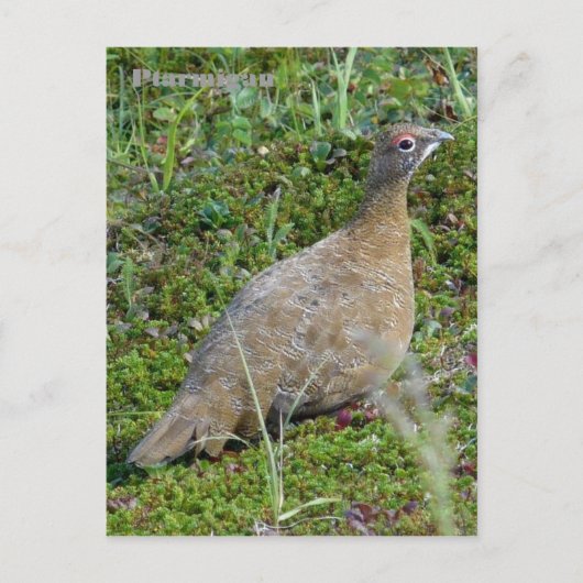 Ptarmigan im Sommer, Insel Unalaska Postkarte (Vorderseite)