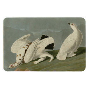 Ptarmigan - Vögel von Audubon Magnet