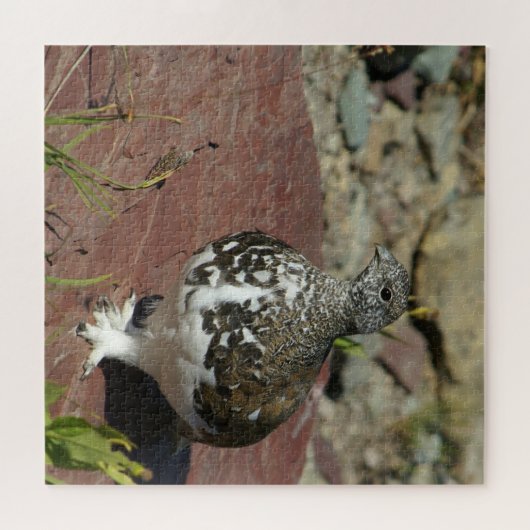 Ptarmigan, weißschwänzend, 676 Stück Puzzle (Horizontal)
