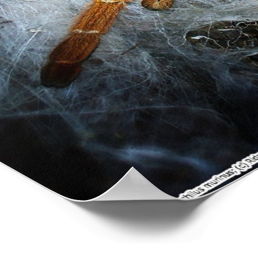 Pterinochilus murinus poster (Ecke)