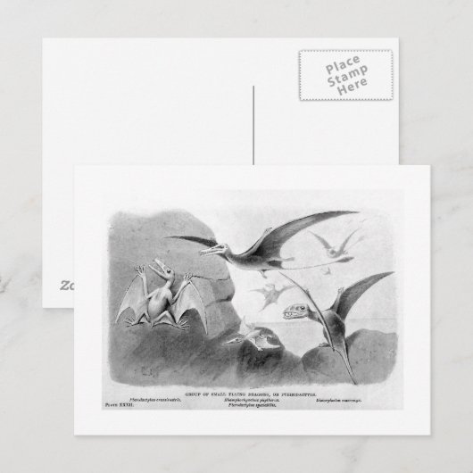 Pterodactylus Art Postcard Postkarte (Vorne/Hinten)