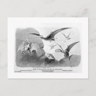 Pterodactylus Art Postcard Postkarte