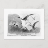 Pterodactylus Art Postcard Postkarte (Vorderseite)