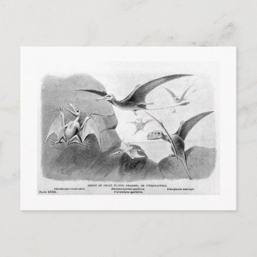 Pterodactylus Art Postcard Postkarte (Vorderseite)