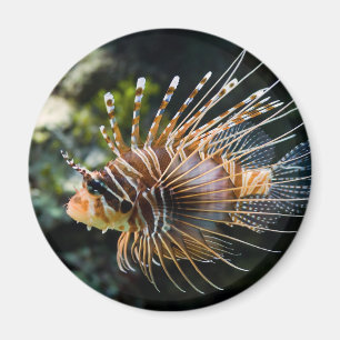 Pterois Antennata Broadbarred Firefish Lionfish Magnet