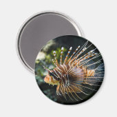 Pterois Antennata Broadbarred Firefred Lionfish Magnet (Vorderseite/Rückseite)