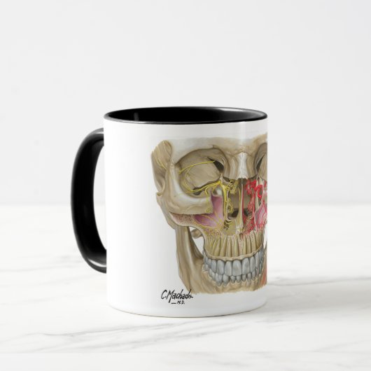 Pterygopalatine Fossa-Tassen-Schuss Tasse (Vorderseite Links)