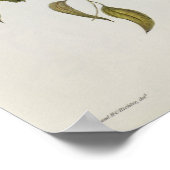 Ptilinopus Ewingii Poster (Ecke)