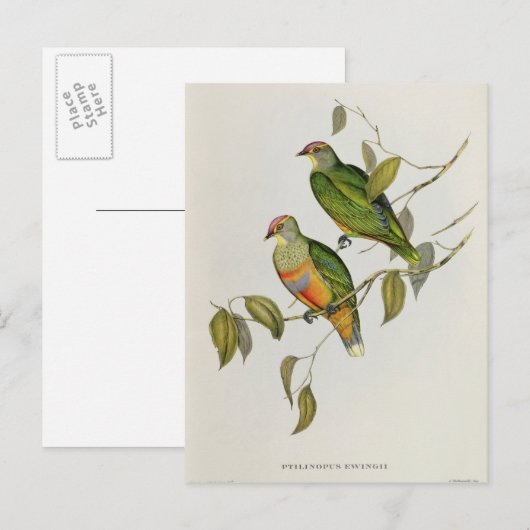 Ptilinopus Ewingii Postkarte (Vorne/Hinten)