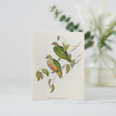 Ptilinopus Ewingii Postkarte (Stehend Vorderseite)