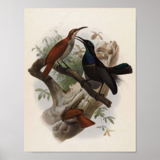 Ptiloris granficus - Großartiger Rifle-Vogel Poster