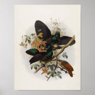 Ptiloris victoriae - Königin Victorias Rifle-Vogel Poster