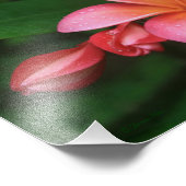 Pua Melia Tropical Plumeria Fotodruck (Ecke)