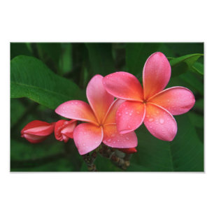 Pua Melia Tropical Plumeria Fotodruck
