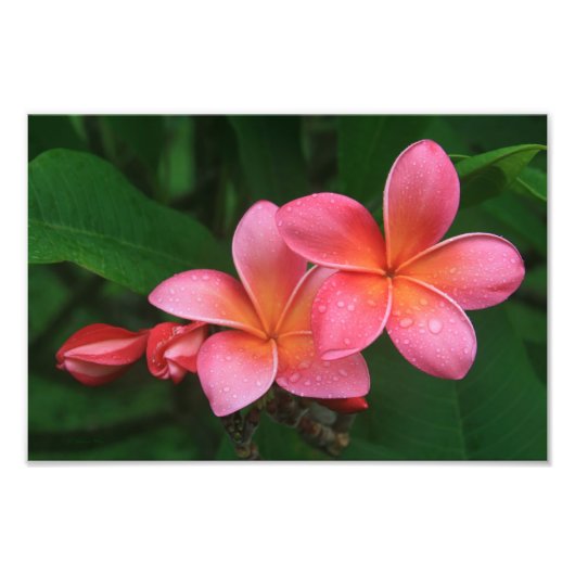 Pua Melia Tropical Plumeria Fotodruck (Vorne)