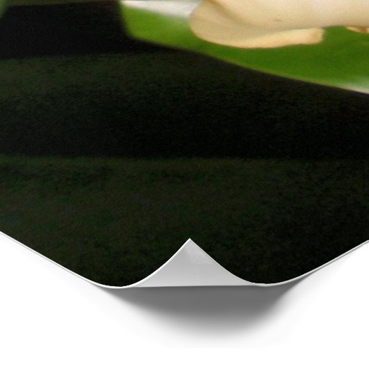 Puakenikeni Poster (Ecke)