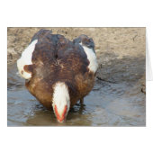 Puddeln spielen (Vorderseite (Horizontal))