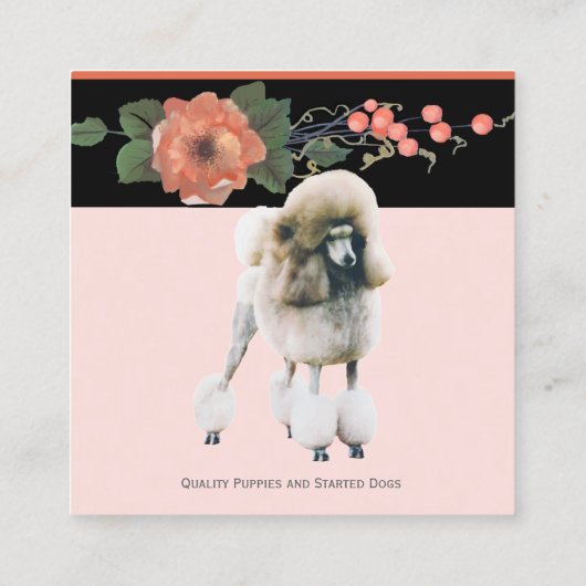 Pudel auf der schwarzen Melone mit Blumen Quadratische Visitenkarte (Rückseite)