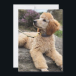 Pudel danken Ihnen zu kardieren Dankeskarte<br><div class="desc">Der Aprikosenpudelwelpe,  der auf North Yorkshire aufwirft,  macht fest.</div>