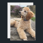 Pudel danken Ihnen zu kardieren Dankeskarte<br><div class="desc">Der Aprikosenpudelwelpe,  der auf North Yorkshire aufwirft,  macht fest.</div>