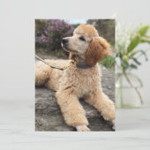 Pudel danken Ihnen zu kardieren Dankeskarte (Stehend Vorderseite)