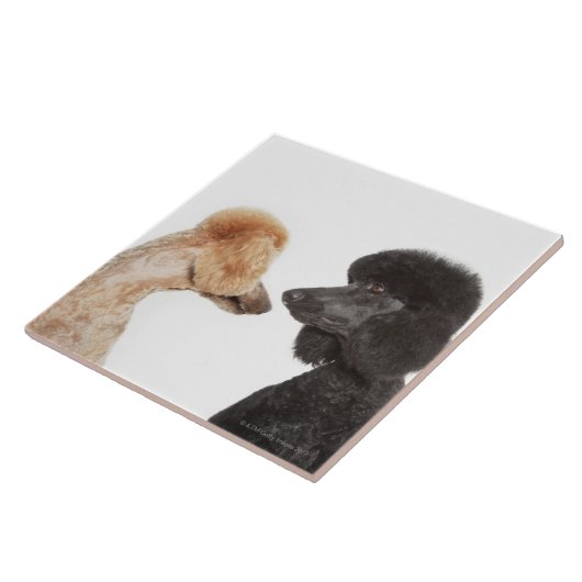 Pudel, die sich überprüfen fliese (Seite)