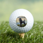 Pudel Golfball (Insitu T-Shirt)