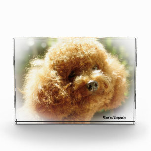 Pudel Hund. Fotoblock