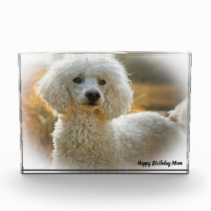 Pudel Hund Fotoblock