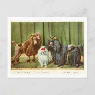 Pudel-Hunde-Postkarte Postkarte