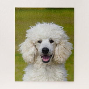 Pudel-Hunde. Puzzle