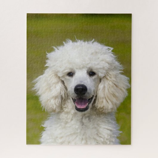 Pudel-Hunde. Puzzle (Vertikal)