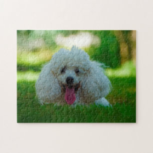 Pudel-Hunde. Puzzle