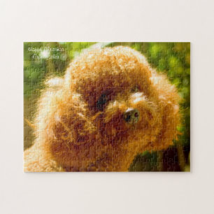 Pudel-Hunde. Puzzle