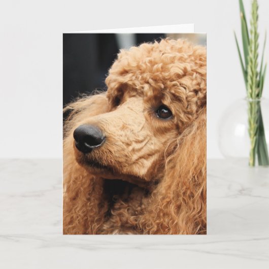 Pudel-Tag 2010 #19 Karte (Vorderseite)